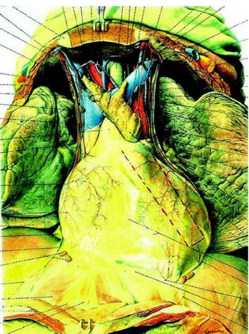 Fig. 1 – Ramos arteriais abundantes que vascularizam o pericárdio, vasos contíguos aos nervos frênicos