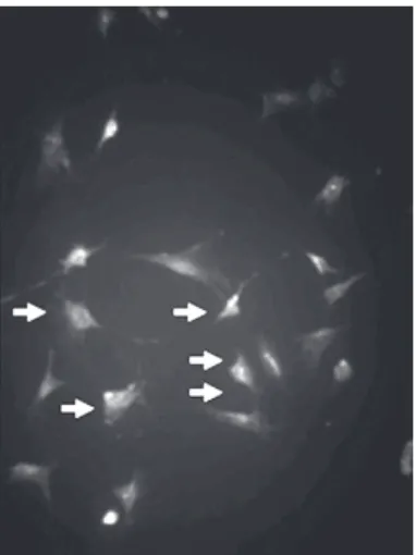 Fig. 1 - Cultura de células mesenquimais (flechas) identificadas pelo anticorpo anti-vimentina (Imunofluorescência, x 200)