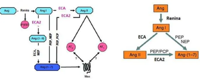 Figura  2:  Representação  do  sistema  renina-  angiotensina.  ECA  -  enzima  conversora  de  angiotensina,  Ang- angiotensina, Aog - angiotensinogenio, AT1- receptor tipo I para Ang II, AT2 - receptor tipo II para  Ang  II,  Mas  -  receptor  Ang-(1–7),