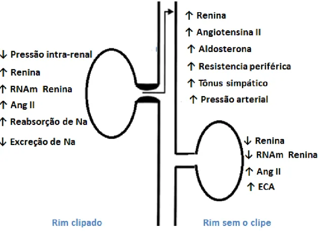 Figura 3: Mecanismos ativados pela estenose unilateral da artéria renal. Figura adaptada (NAVAR et al,  1998)