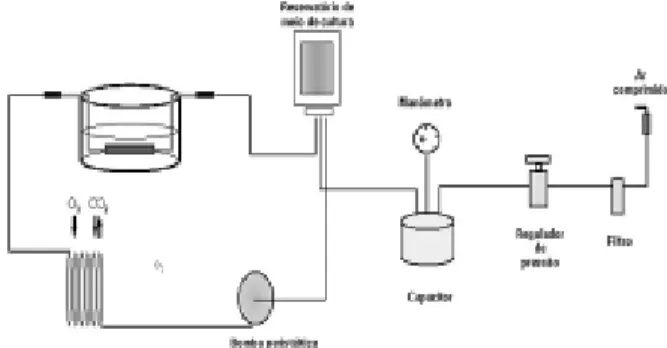 Fig. 2 - Representação esquemática do sistema de cultura “ex vivo”, que permite o controle de pressão e de fluxo pela veia safena
