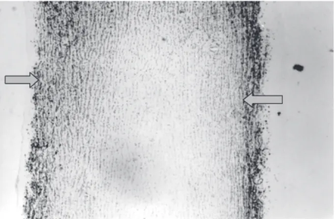 Fig. 9 - Fotomicrografia mostrando corte longitudinal da