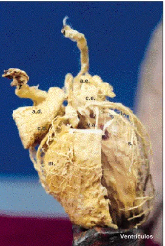 Fig. 4 - Peru  (Melleagus gallopavo) - Vista ventral da aorta que se projeta à direita notando-se os seios de Valsalva com origem da artéria coronária superficial (a.s.), dirigindo-se posteriormente e da artéria coronária profunda (a.p.), bifurcando em art