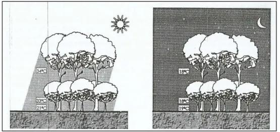 Figura 3 – Variação diária da temperatura do ar (°C) sob grupamento por espécies vegetais  com porte diferenciados 