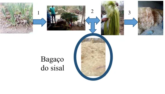 Figura 1  –  Processamento da fibra do sisal e geração de resíduos