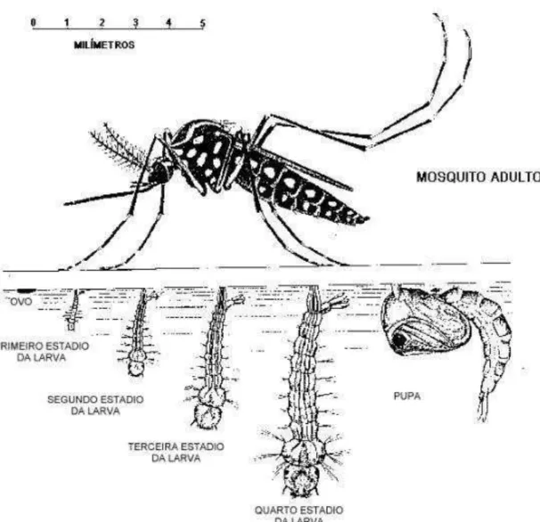 Figura 3 – Caracterização esquemática do ciclo de vida de mosquitos pertencentes ao gênero  Aedes 
