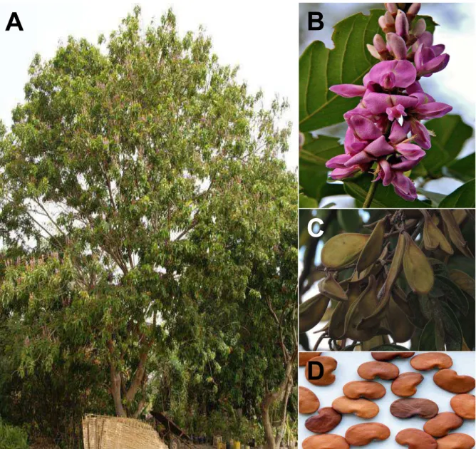 Figura  4  –  Planta  Lonchocarpus  sericeus.  (A)  porte  arbóreo;  (B)  flor  dotada  de  estandarte  (pétala modificada); (C) fruto característico, legume seco indeiscente e (D) sementes reniformes  de coloração marrom