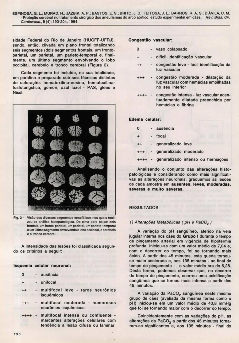 Fig . 2 - Visão dos diversos segmentos encefálicos nos quais reali- reali-zou-se  análise  histopatológica 