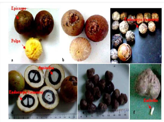 Figura 2 - Frutos da macaúba: epicarpo, mesocarpo, endocarpo e amêndoa 