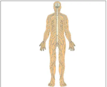 Figura 1 - Anatomia do Sistema Nervoso Central e Periférico 