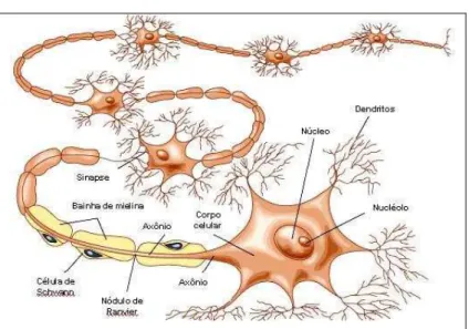 Figura 3 - Anatomia do neurônio. 