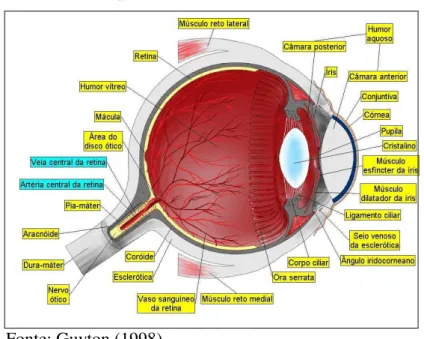 Figura 6 - Anatomia do olho. 