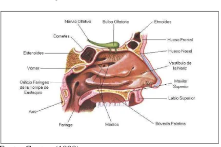 Figura 7 - Anatomia do Olfato. 