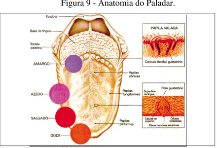 Figura 9 - Anatomia do Paladar. 