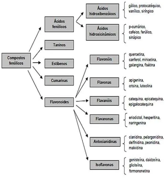 Figura 1 - Representação gráfica das principais classes de compostos fenólicos 