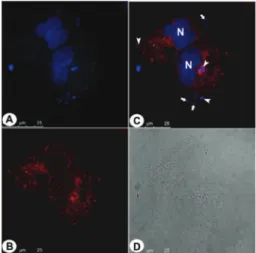 Fig. 9 Live PC3 cancer cells stained with 4 and immunodetection of caveolin-1. (A) Shows the cell nucleus stained with DAPI (blue), and the cytoplasmic endocytic vesicles stained by 4 (also in blue)