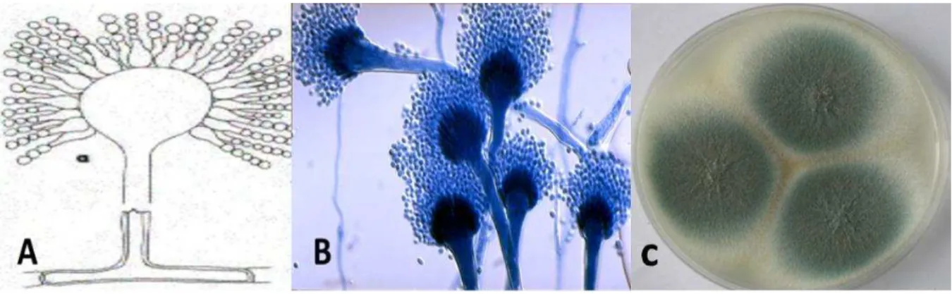 Figura 2: Representação gráfica microscópica das cabeças aspergilares de  A. fumigatus (A)