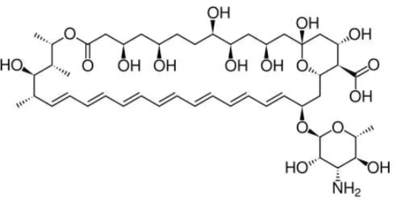 Figura 5: Estrutura química da Anfotericina B 