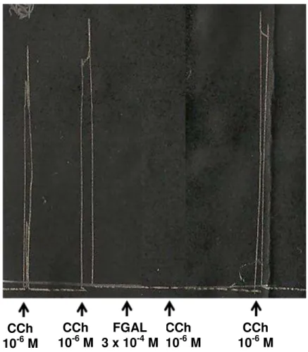 Figura  6  -  Registro  representativo  do  efeito  de  FGAL  sobre  a  inibição  das  contrações  fásicas induzidas por CCh em íleo de cobaia