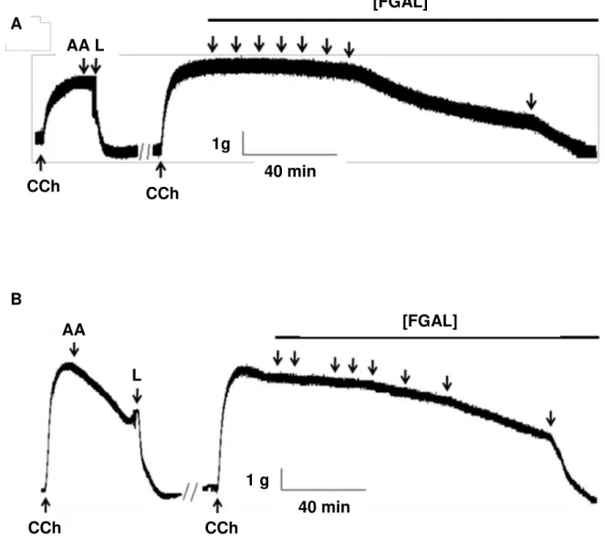 Figura  7  -  Registro  representativo  do  efeito  relaxante  de  FGAL  sobre  a  traqueia  pré- pré-contraída com CCh, na ausência (A) e na presença (B) de epitélio