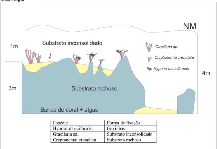 Figura  4  -  Ilustração  do  microambiente  nos  bancos  de  corais  +  algas,  das  Praias  dos  Coqueiros  e  Flecheiras,  enfatizando  os  diferentes  substratos  para  cada  tipo  de  macroalga