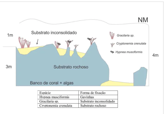 Figura 4- Ilustração do microambiente nos bancos de corais + algas, das Praias dos Coqueiros  e Flecheiras, enfatizando os diferentes substratos para cada tipo de macroalga