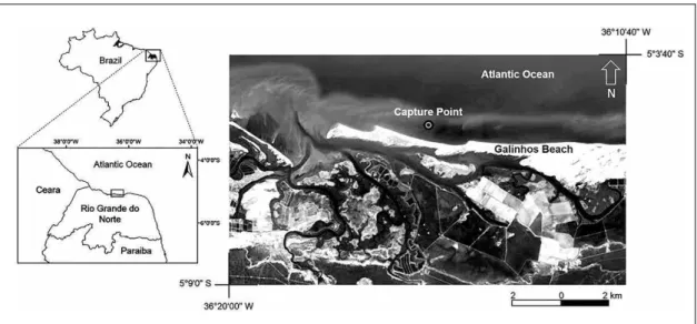 Table I – Morphometric variables of a female specimen of Penaeus  monodon collected off Rio Grande do Norte State, Northeast Brazil.