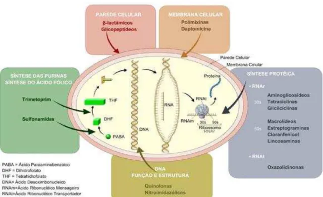 Figura 1: Esquema representativo dos diversos mecanismos de ação dos antibióticos. (ANVISA,  2007) 