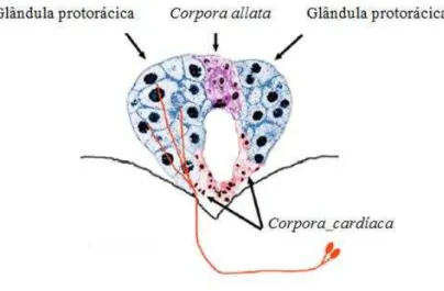 Figura  2.  Anatomia  do  sistema  endócrino  presente  no  cérebro  da  mosca  de  fruta  responsável  pelo  controle hormonal 