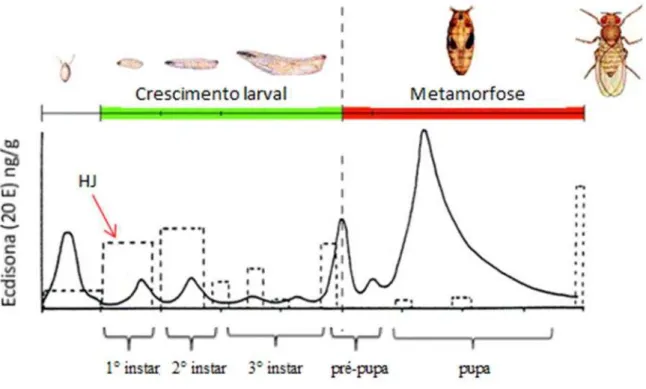 Figura  3.  Controle  hormonal  realizado  pelo  hormônio  juvenil  e  ecdisona  nas  diferentes  fases  de  desenvolvimento