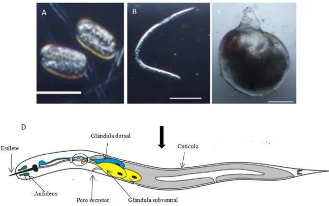 Figura 4. Estágio de desenvolvimento do nematoide de galha  Meloidogyne incognita e anatomia  do  estágio infectante