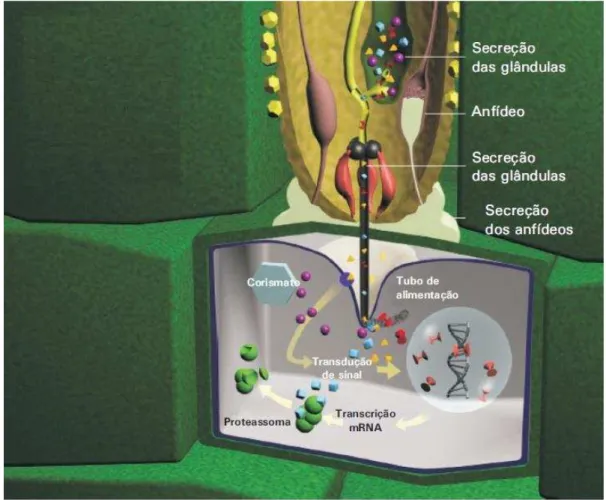 Figura  5.  Mecanismo  de  infecção  desencadeada  pelos  nematóides  Meloidogyne  spp  sobre  células  vegetais