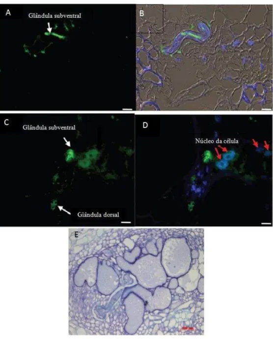 Figura 6. Produção do f ator de elongação 1α pelo nemató ide Meloidogune incognita raiz de tomateiro  (Solanum lycopersicum) e formação de células gigantes