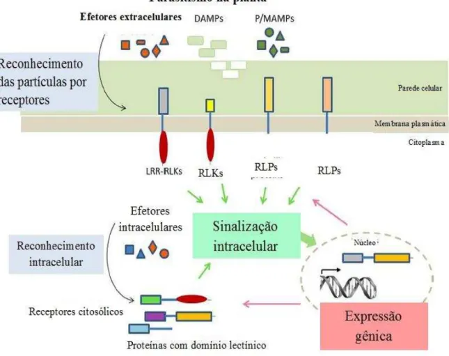 Figura  8  Imunidade  inata  da  planta  mediante  parasitismo.  Reconhecimento  de  DAMPS  e  PAMPS/MAMPS  por  proteínas  transmembranares  e  de  partículas  infectantes  que  conseguiram  internalizar  na  célula  vegetal  por  receptores  intracelular