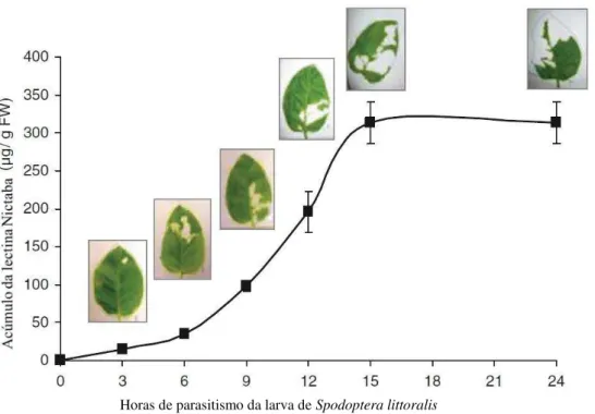 Figura  9.  Aumento  de  produção  de  lectina  em  Nicotiana  tabacum  mediante  indução  de  parasitismo  pela larva Spodoptera littoralis.