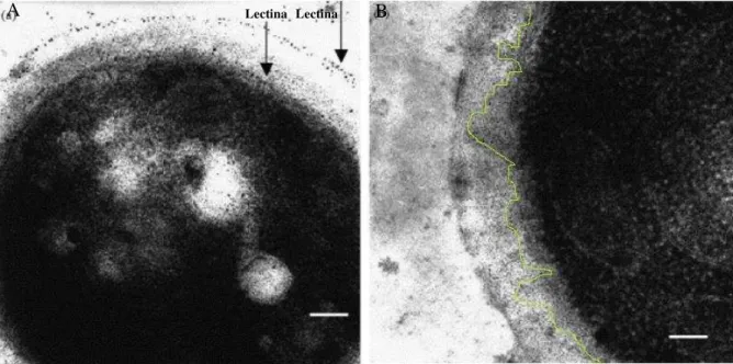 Figura  11.  Interação  da  lectina  de  Lutzelburgia  auriculata  com  a  membrana  plasmática  do  fungo  Sacharomyces  cerevisiae