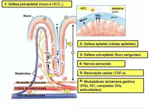 Figura  4.  Fatores  protetores  da  mucosa  gástrica  (Adaptado  de  LAINE;  TAKEUCHI; 