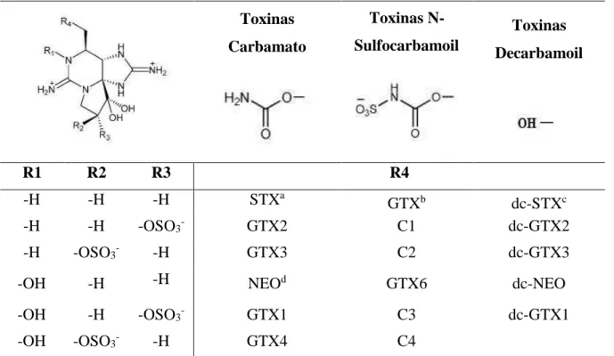 Tabela 1 - Estruturas Químicas das toxinas do grupo Saxitoxina  Toxinas  Carbamato  Toxinas  N-Sulfocarbamoil  Toxinas  Decarbamoil  R1  R2  R3  R4  -H  -H  -H  STX a GTX b dc-STX c -H  -H  -OSO 3 - GTX2  C1  dc-GTX2  -H  -OSO 3 - -H  GTX3  C2  dc-GTX3 