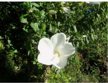 Figura 2.  Arbusto de Hibiscus syriacus L. ‘Totus Albus’.  Fonte: acervo pessoal Prof