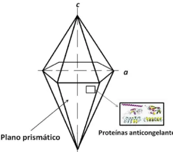 Figura 2.  Morfologia do cristal de gelo em uma solução contendo  proteínas anticongelantes: crescimento preferencial ao longo do  eixo c, assumindo uma forma bipiramidal