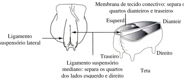 Figura 2. Sistema de suporte do úbere da vaca e separação dos quartos mamários   Membrana de tecido conectivo: separa os 