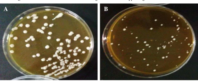 Figura 1 – A-B: Características macromorfológicas de  Candida  spp em ágar Sabouraud dextrose