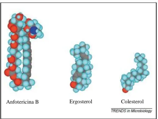 Figura 6 - Visualização do agente antifúngico polieno - anfotericina B, ergosterol e colesterol em três  dimensões