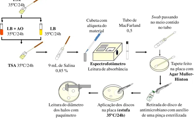 Figura 8- Fluxograma do procedimento de cura plasmidial, realizado com os isolados de Salmonella e E.coli das  amostras  de  água  e  sedimento  coletadas  nas  fazendas  A  e  B    e  do  ponto    do  rio  Jaguaribe,  abastecedor  das  fazendas , em Jagua