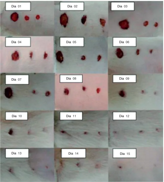 Figura 3  Fotografia das feridas do primeiro ao 15º dia do experimento, em diferentes animais.