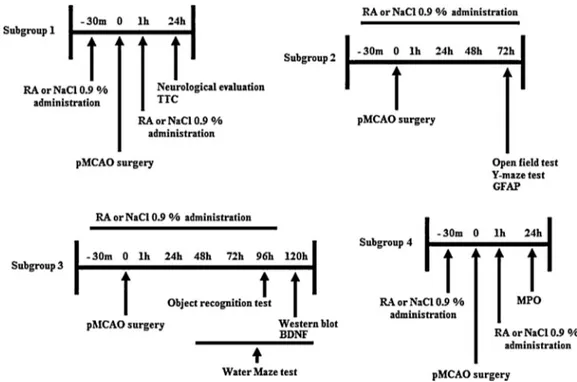 Fig. 1. Experimental design showing the treatment of subgroups. RA: rosmarinic acid; pMCAO: permanent middle cerebral artery occlusion; TTC: 2,3,5-triphenyltetrazolium salt; GFAP: glial fibrilary astrocity protein; MPO: myeloperoxidase.