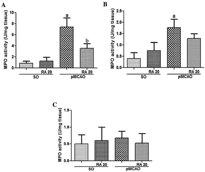 Fig. 8. Effect of rosmarinic acid (RA) 20 mg/kg on the myeloperoxidase (MPO) activity in the cortex (A), in the striatum (B) and in the hipoccampus (C) of mice submitted to pMCAO