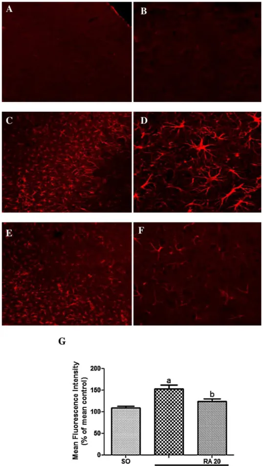Fig. 9. Effect of rosmarinic acid (RA) 20 mg/kg on the expression of GFAP. The immunoreactivity of GFAP was performed in series of coronal sections (50 ␮m thick and 300 ␮m apart) representative of the ipsilateral cortex