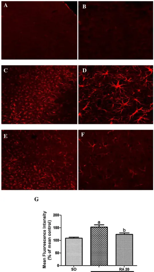 Fig. 9. Effect of rosmarinic acid (RA) 20 mg/kg on the expression of GFAP. The immunoreactivity of GFAP was performed in series of coronal sections (50 ␮m thick and 300 ␮m apart) representative of the ipsilateral cortex
