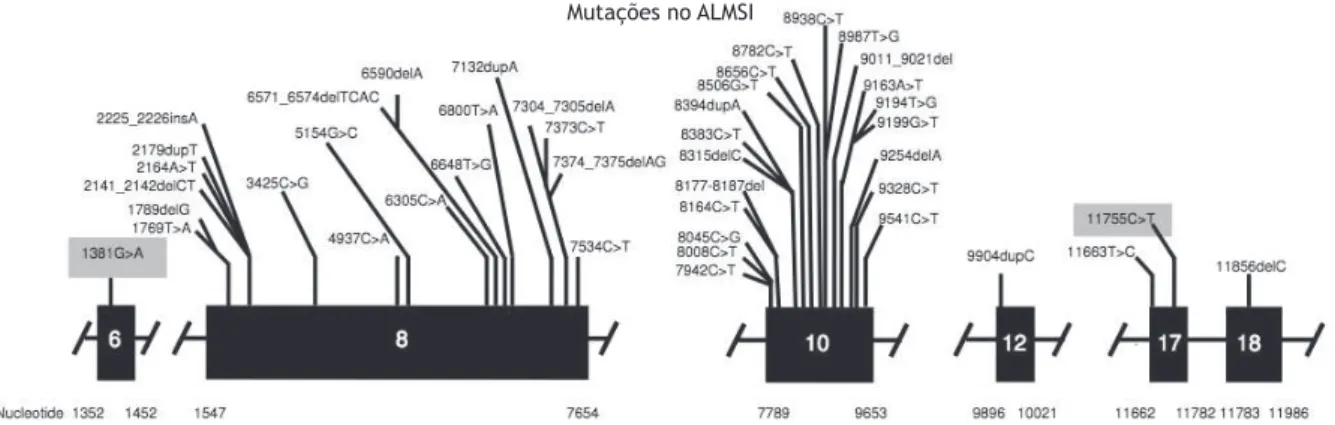 Figura 2  Mutação evidenciada no ALMS1 gene.